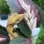 Crested geckos 3 thumbnail