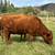 Cow calf pair 5 thumbnail