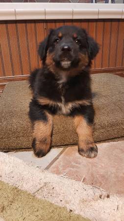 Molly (Tarlton)63864565737987123