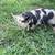 Kunekune 5 thumbnail