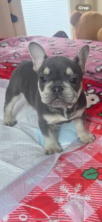 small rehoming fee male frenchie 1