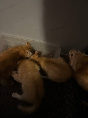 Free kittens 1