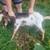 nubian buck 3 thumbnail