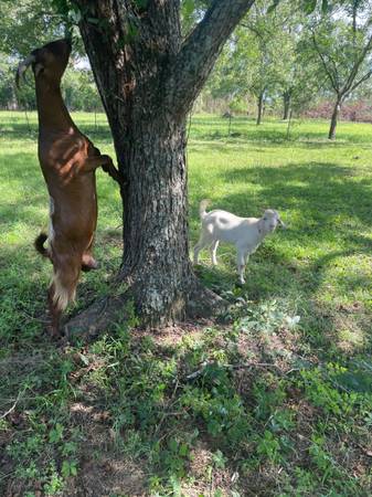 Goat Nanny 1