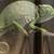 COLORS IN THE WILD • National Wildlife Federation 4 thumbnail
