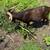 Male Goat 3 thumbnail