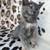 Kittens 5 thumbnail