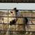 Gypsy Vanner 11 thumbnail