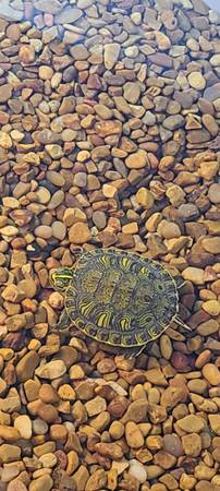 River cooter turtle 1