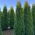 Cedar Trees: 8-12ft Available! Lmtd Qty. Get Instant Privacy 11 thumbnail