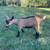 Nigerian Dwarf goats 8 thumbnail