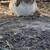 Holland lop Bucks 6 thumbnail