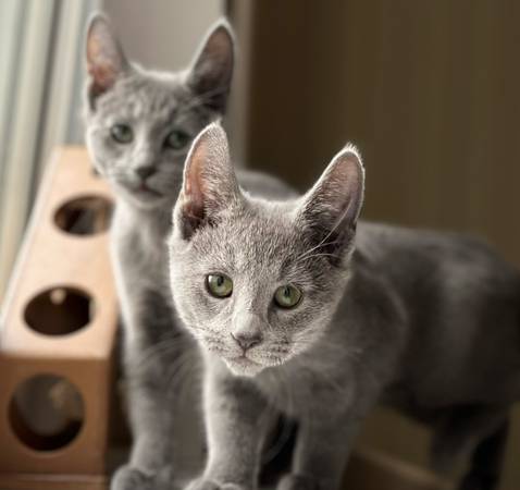 russian blue kittens 1