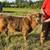 Scottish highland bull calf 1 thumbnail