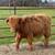 Mini cattle // Mini moos 21 thumbnail