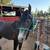 3yr old horse 6 thumbnail