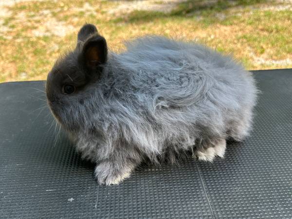 Rabbit 1