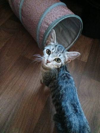 Kittens available63956405765507120