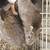 Bunnies, barnyard mixed rexes, $25 each 9 thumbnail