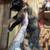 Calico kitten 2 thumbnail