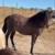 Peruvian Paso Purebred,stud 6 yrs old,for sell 4 thumbnail