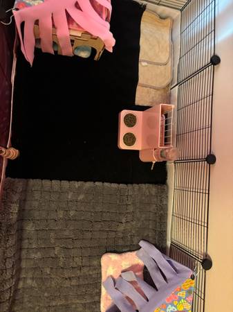 Guinea Pig (Seattle)522379620485713925
