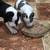 Puppies! 6 thumbnail