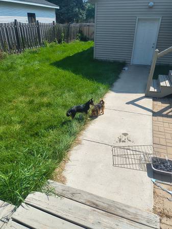Mini Aussie Husky (Fargo)549415087076157444