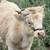 Highland Bull Calf 6 thumbnail