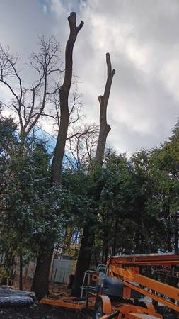 Two standing trimmed walnut trees and 3 logs 1
