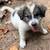 Great Pyrenees, 13 weeks old 1 thumbnail