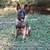 Belgian Malinois 3 thumbnail