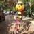 Yard Art Bumble Bee on a Bike 1 thumbnail
