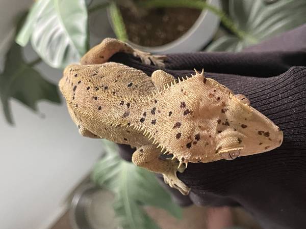 Crested Gecko Macho63679675300097122