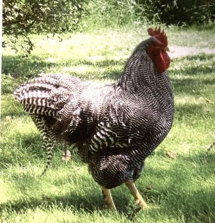 3 Barred Rock Roosters 1