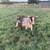 ADGA dairy goats and more 12 thumbnail