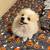 2 Purebred pomeranians 1 thumbnail