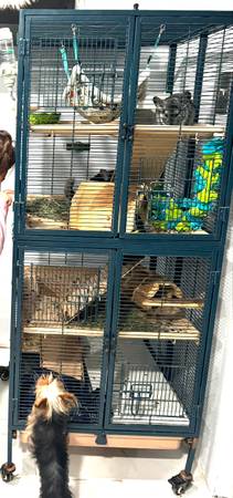 2 Chinchillas para reubicar (Corpus Christi)63622346107651121