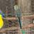 Parakeets 3 thumbnail