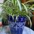Spider Plant w/ Several Flowering Sprigs  in Blue and White Ceramic 5 thumbnail