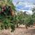 Pomegranates 3 thumbnail