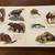 Rare 1960s-70s Children’s BOARD BOOK Animals and Where They Live 2 thumbnail