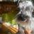 Schnauzer for rehoming 4 thumbnail