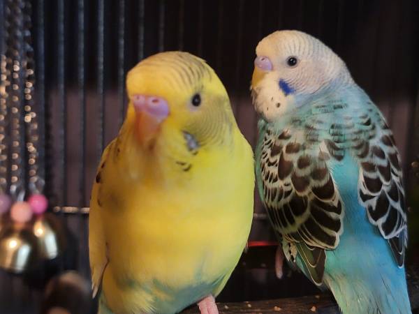 Cotorras macho (Suffolk)63882831963137122
