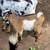 Polled Nigerian Dwarf Bucklings 4 thumbnail