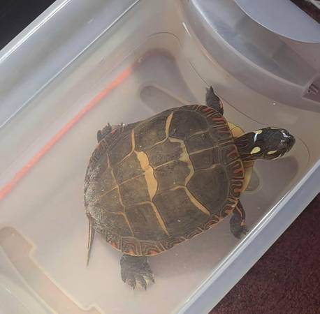 Painted turtle 1