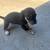 Rehoming 5 thumbnail