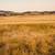 40 Acres on Lockwood Jolon Road Corridor - Owner Finance Available 1 thumbnail