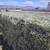 Alfalfa hay $10.00 or $12.00 2 thumbnail