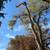Antonio's Tree Service 21 thumbnail